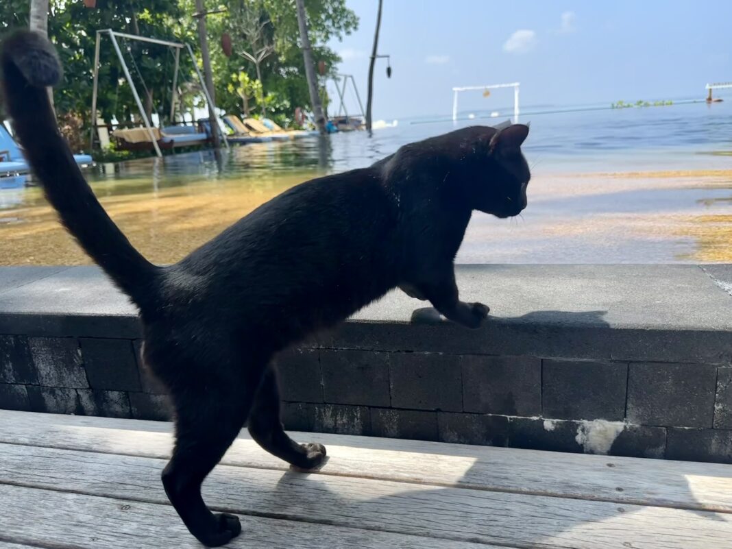 black cat by water's edge