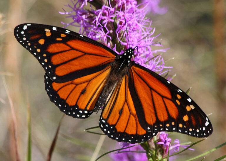 Monarch butterfly