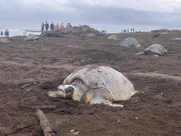 People gather around sea turtles laying eggs on the beach in Costa Rica.