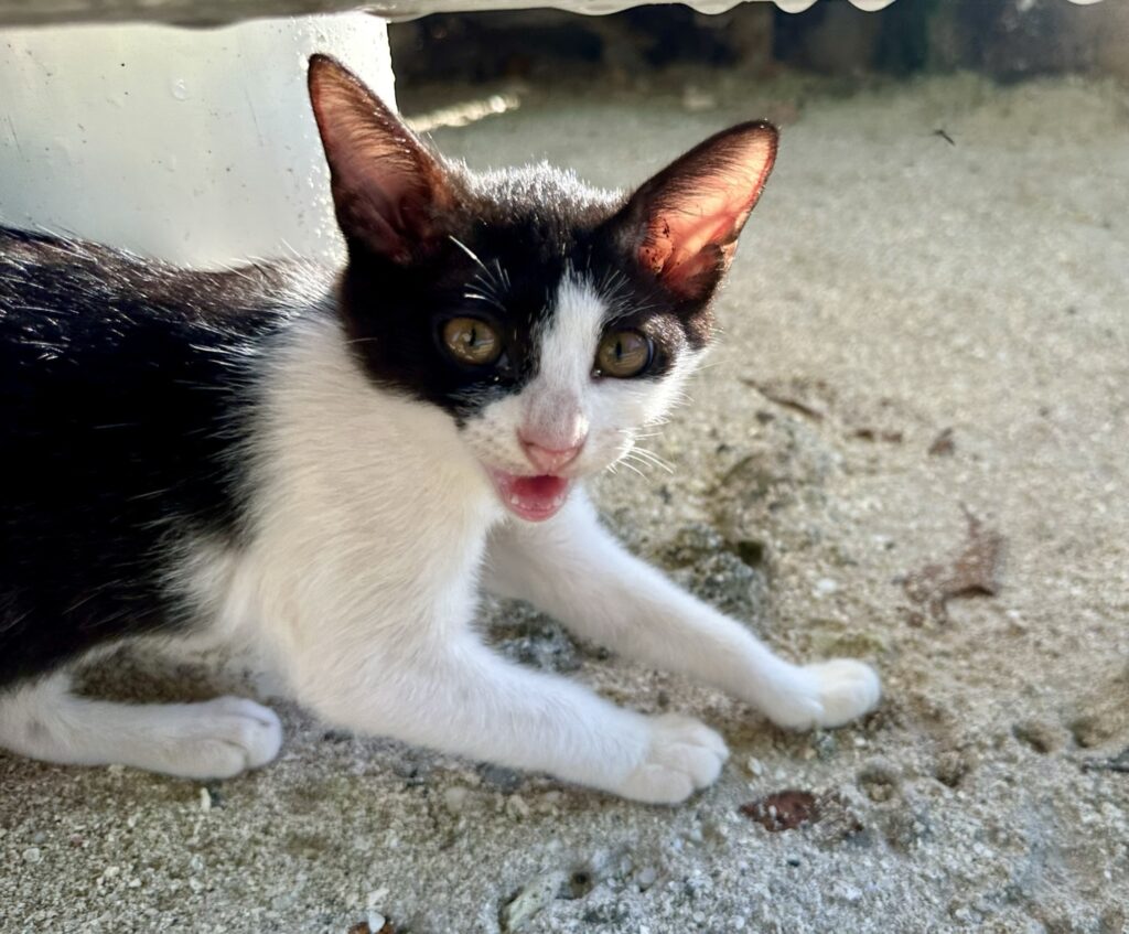 A black and white kitten with its mouth open.
